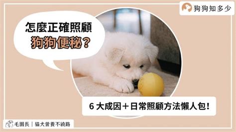 採到狗大便|狗狗便秘怎麼辦？6 大成因＋照顧方法懶人包 